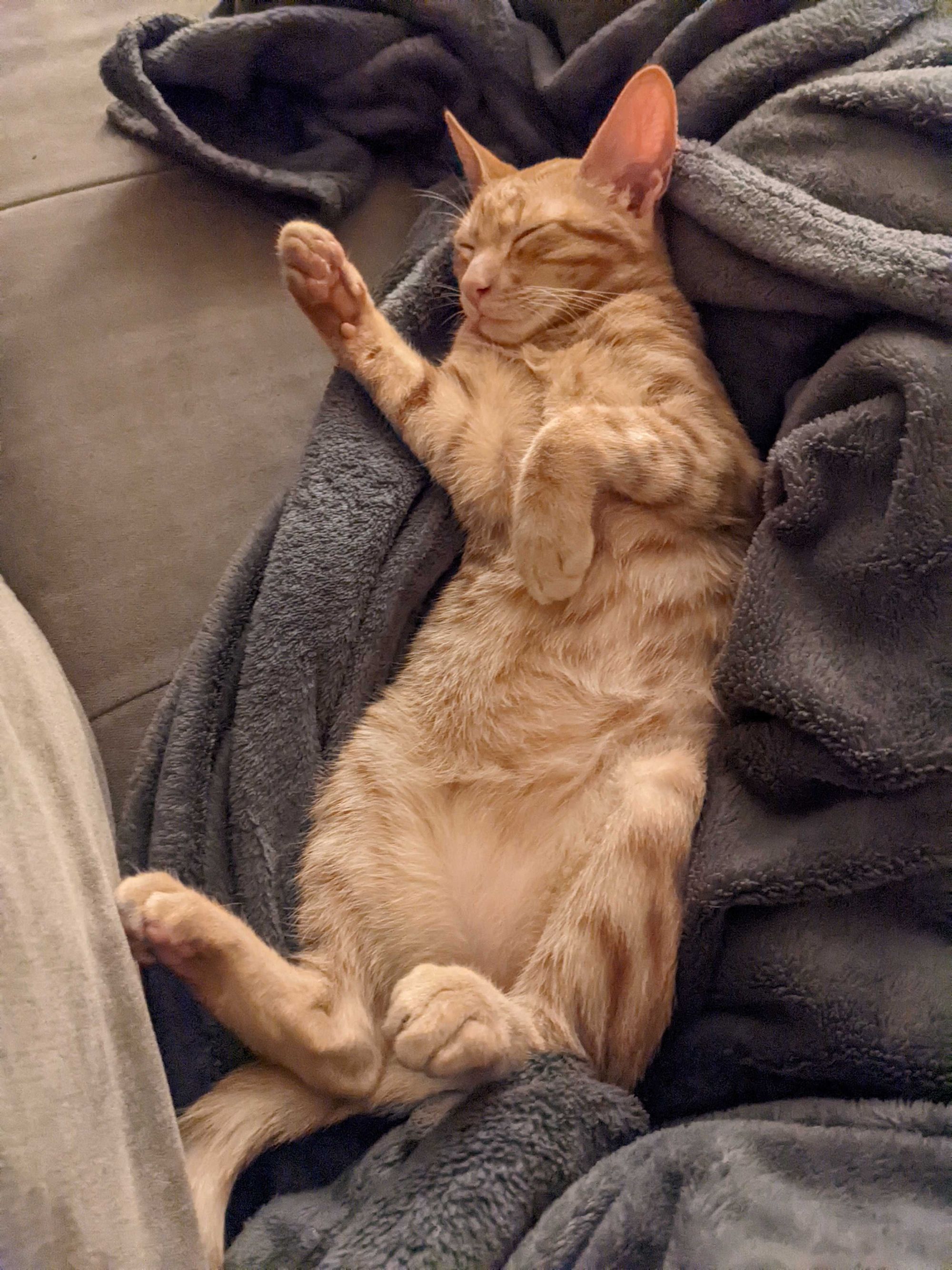An orange tabby kitten sleeping on his back, with one paw raised like a renaissance portrait of a pope. His paws are huge, and he is extremely long. How did he get so long?? That can't be allowed.