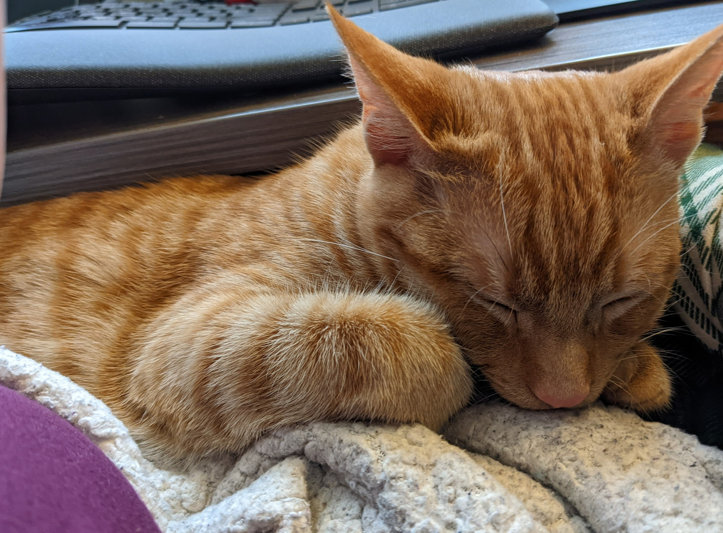 Bert, a sleepy orange tabby, snoozing on top of a blanket. He's in my lap as I sit at my desk, trying to work. He's very, very, VERY cute.