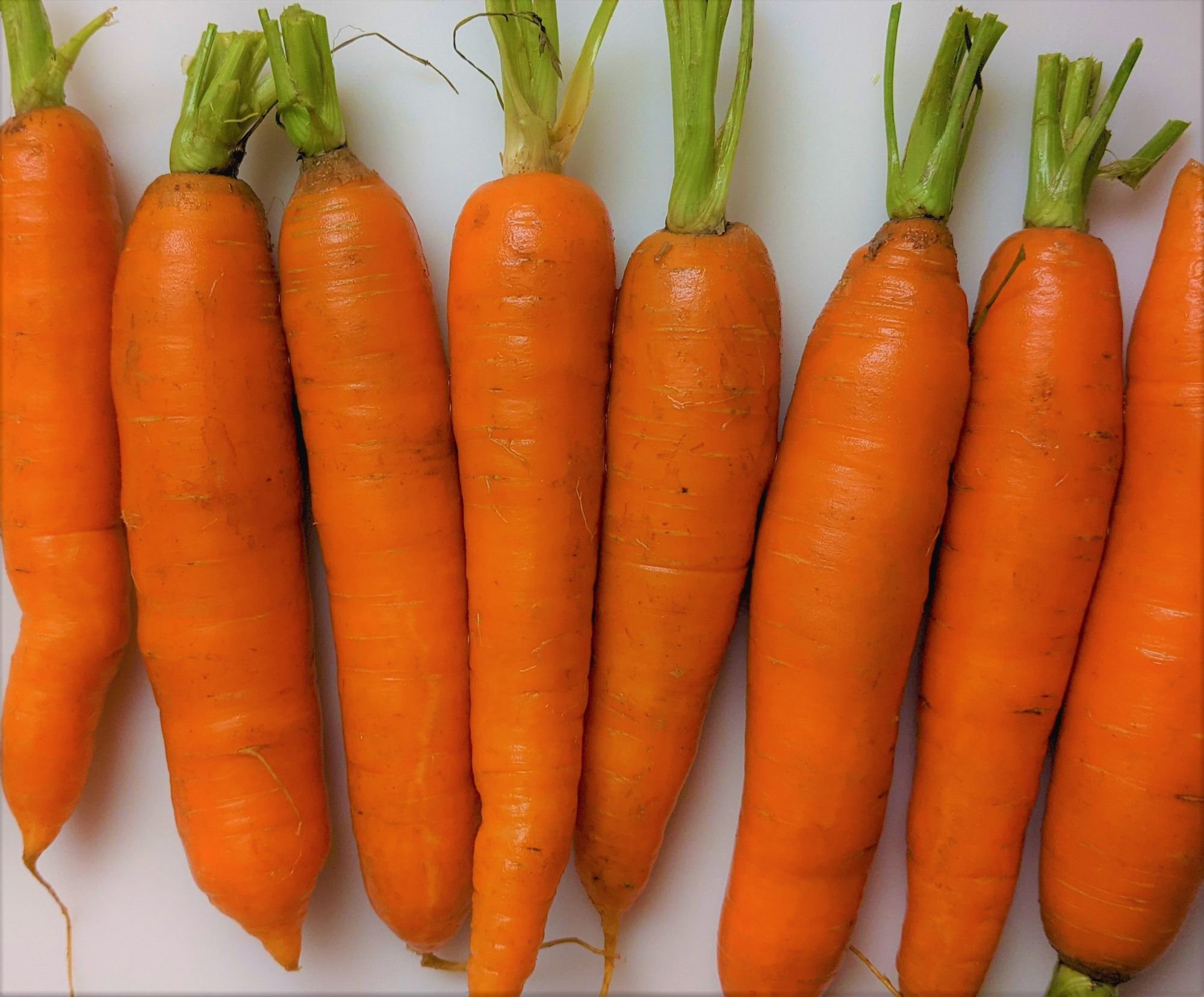 A row of well-washed carrots